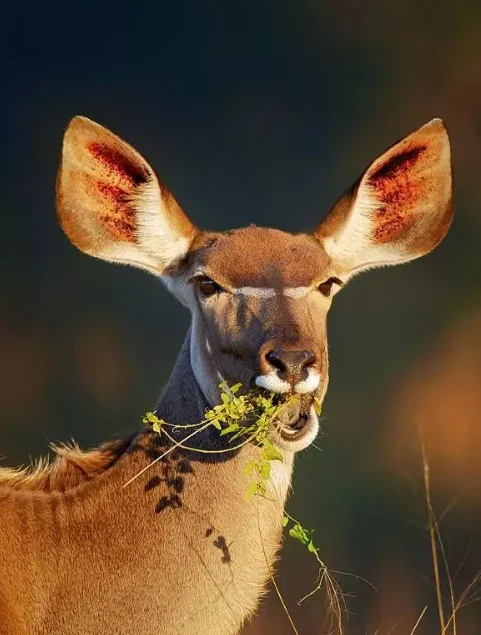 UD1001SE V2 RC Buggy - 4WD Rock Crawler All-Terrain, Brushless Motor ESC Servo Lights Radio Control Vehicle
UD1001SE V2 RC Buggy - 4WD Rock Crawler All-Terrain, Brushless Motor ESC Servo Lights Radio Control Vehicle