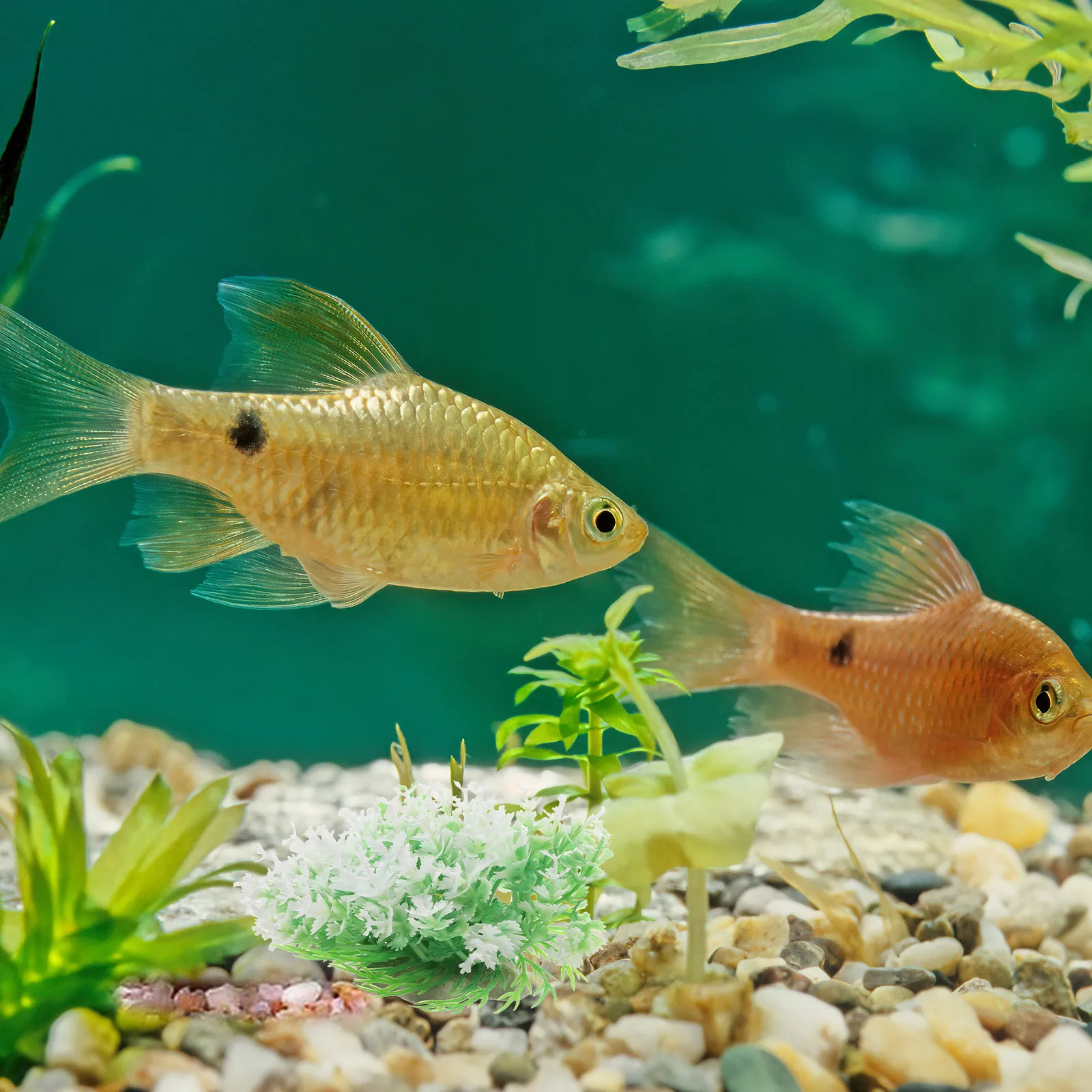 6Pcs Realistic Aquarium Plants Artificial Fish Tank Decorations for Betta Goldfish Hideout Lifelike Underwater Landscape Fade
6Pcs Realistic Aquarium Plants Artificial Fish Tank Decorations for Betta Goldfish Hideout Lifelike Underwater Landscape Fade