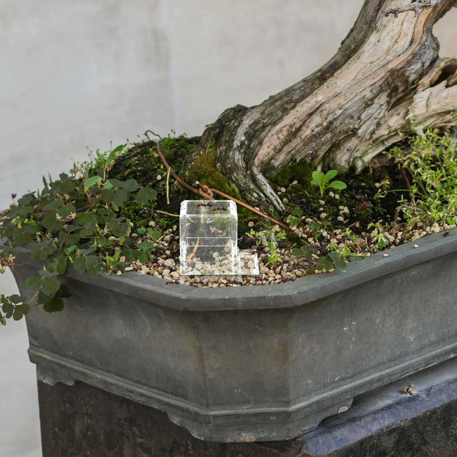Plastic Ants Water Feeder Durable Clear Habitat Large Size B Stable Easy Operation Ants Drinking Bowls Pet Supplies Insect Water
Plastic Ants Water Feeder Durable Clear Habitat Large Size B Stable Easy Operation Ants Drinking Bowls Pet Supplies Insect Water