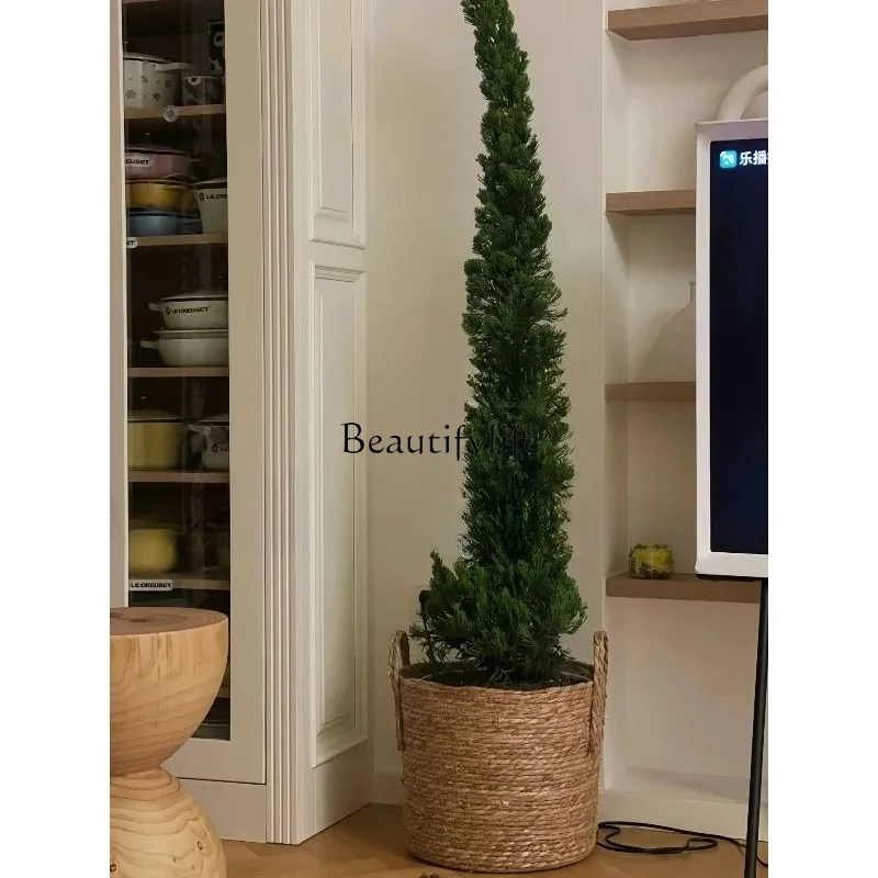 Dragon cypress potted Christmas tree indoor living room plants outdoor courtyard cypress green plants H
Dragon cypress potted Christmas tree indoor living room plants outdoor courtyard cypress green plants H