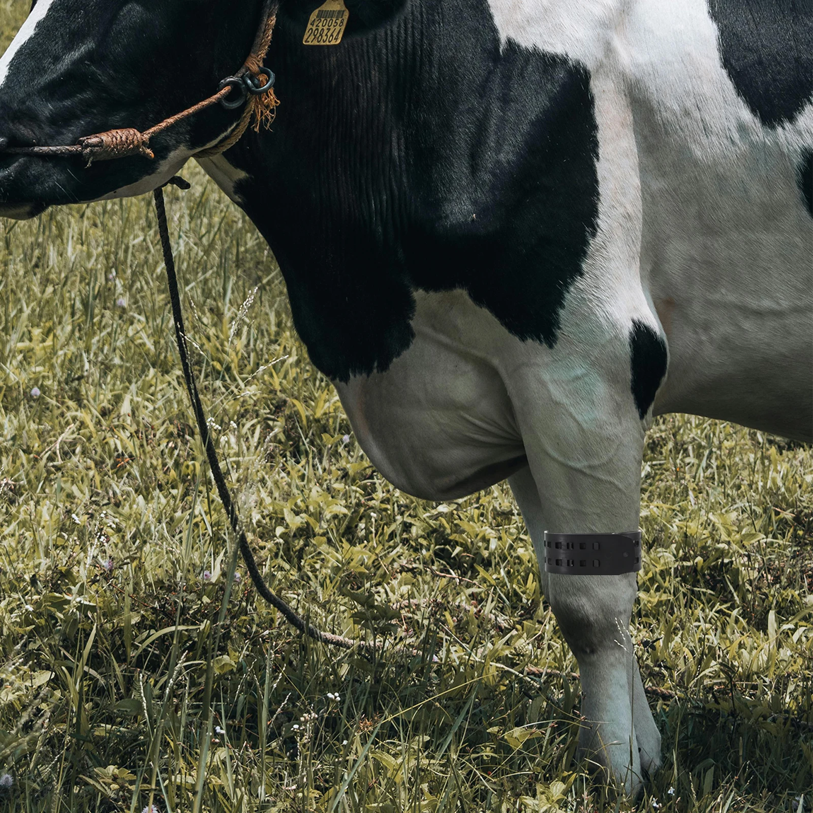 Cow Pedometer Foot Band Tpu Durable For Dairy Cattle Step Monitoring Farm Management Health Tracking Efficient Fit Wet Dust
Cow Pedometer Foot Band Tpu Durable For Dairy Cattle Step Monitoring Farm Management Health Tracking Efficient Fit Wet Dust