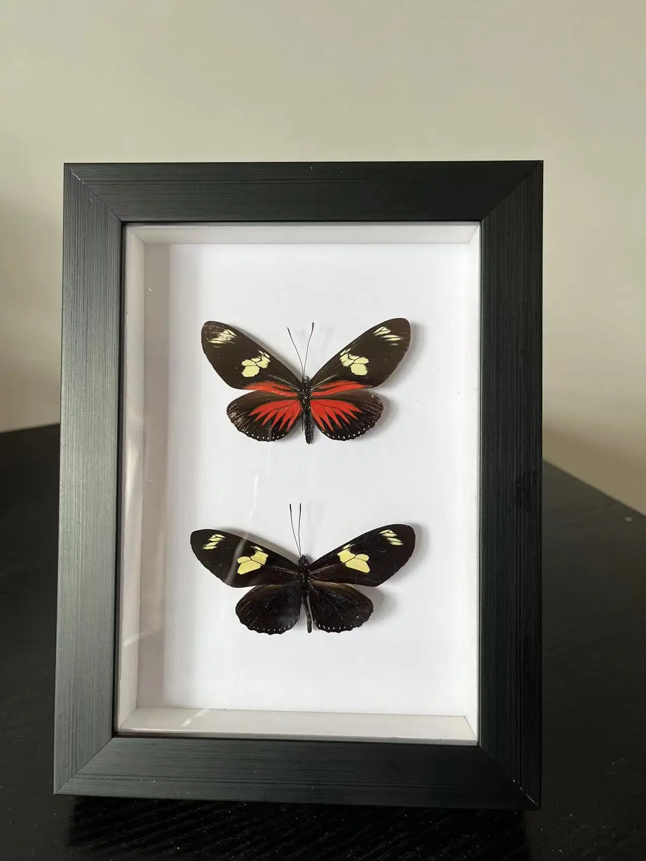 Butterfly Real Specimen butterfly specimen photo frame craft /Butterfly Specimen Artwork Material Decor
Butterfly Real Specimen butterfly specimen photo frame craft /Butterfly Specimen Artwork Material Decor