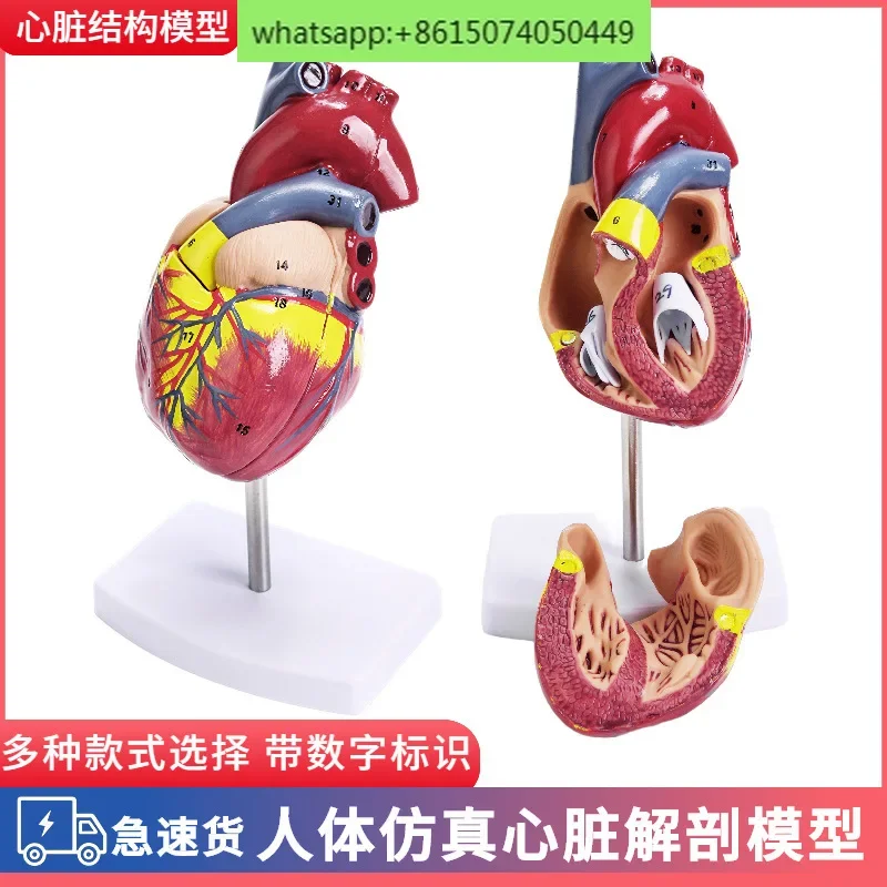 The anatomical model of the natural large heart of the human body has 34 labels.color ultrasound, medical heart teaching model
The anatomical model of the natural large heart of the human body has 34 labels.color ultrasound, medical heart teaching model