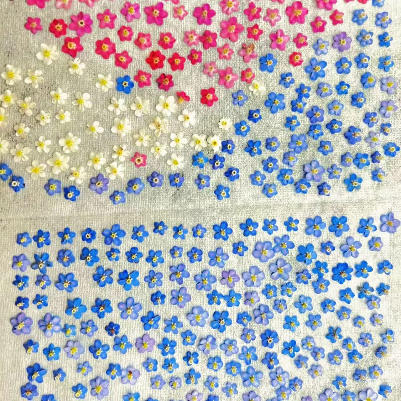 60Pcs Bulk Mini Forget-Me-Not Pressed Flowers, Available in Multiple Colors, Real Dried Flower Pressed Flower Pack, Plant Specimens, Trendy Ins-Style Nail Art Resin Decorations, Pressed Flower DIY Materials for Nail Art
60Pcs Bulk Mini Forget-Me-Not Pressed Flowers, Available in Multiple Colors, Real Dried Flower Pressed Flower Pack, Plant Specimens, Trendy Ins-Style Nail Art Resin Decorations, Pressed Flower DIY Materials for Nail Art