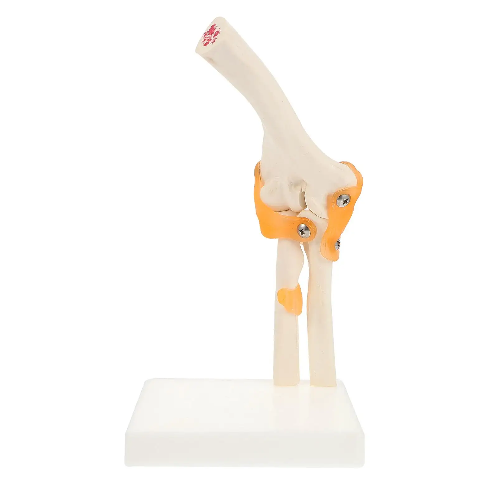 PVC Ancon Joint Model PVC Elbow Joint Model PVC Elbow Bone Model PVC Anatomical Model PVC Human Skeleton Model
PVC Ancon Joint Model PVC Elbow Joint Model PVC Elbow Bone Model PVC Anatomical Model PVC Human Skeleton Model