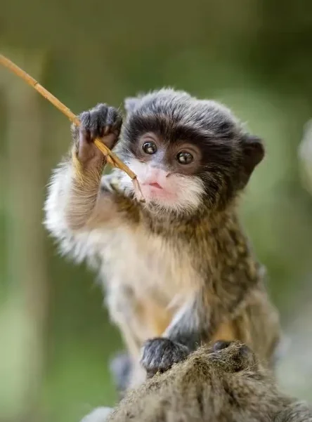 BETAFPV Pavo Series COB LED Strip 5V 560/750mm Length 4mm Width Suit for BETAFPV Pavo Pico Pavo20 Meteor85 FPV RC Drones
BETAFPV Pavo Series COB LED Strip 5V 560/750mm Length 4mm Width Suit for BETAFPV Pavo Pico Pavo20 Meteor85 FPV RC Drones