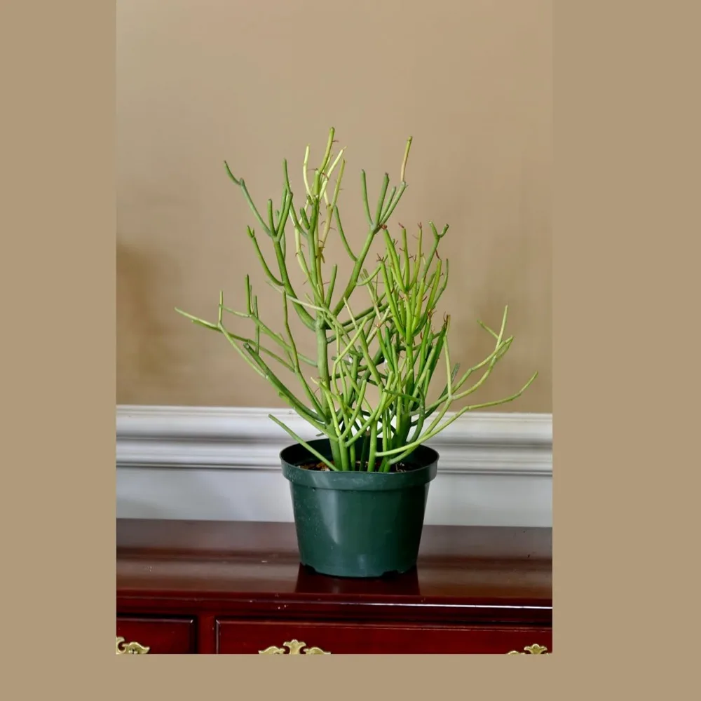 Pencil Cactus in 6-inch Nursery Pot, Fire Stick Plant, Live Indoor Succulent, Low Light Office Plant
Pencil Cactus in 6-inch Nursery Pot, Fire Stick Plant, Live Indoor Succulent, Low Light Office Plant