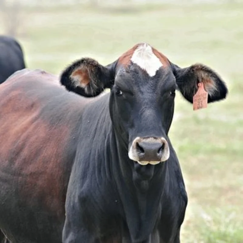 4 шт., 113 мм, передние и задние колеса, шина 1/10, короткая шина для грузовика для TRXS Slash ARRMA Senton SCTX10 HPI HuanQi 727 Vkar 10sc
4 шт., 113 мм, передние и задние колеса, шина 1/10, короткая шина для грузовика для TRXS Slash ARRMA Senton SCTX10 HPI HuanQi 727 Vkar 10sc