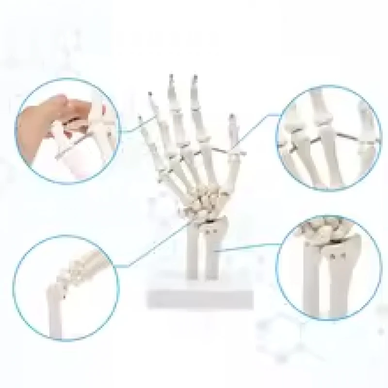 Anatomy Human Hand Joint Wrist Bone Model High Quality Pvc Statues Anatomical Medical Teaching Supplies Art Painting Props
Anatomy Human Hand Joint Wrist Bone Model High Quality Pvc Statues Anatomical Medical Teaching Supplies Art Painting Props
