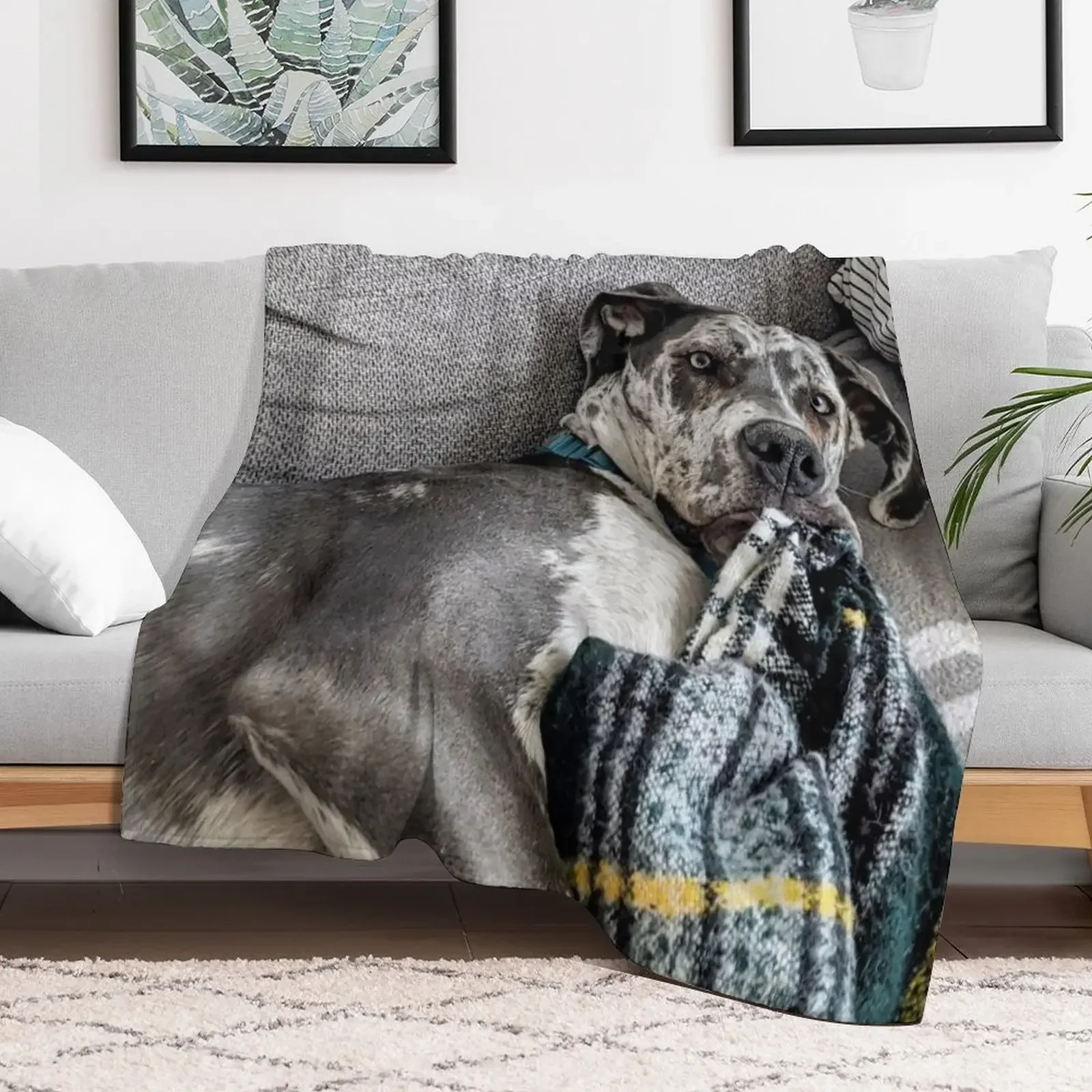 Great Dane Puppy chewing on Blanket Throw Blanket blankets ands Beautifuls Custom for winter Blankets
Great Dane Puppy chewing on Blanket Throw Blanket blankets ands Beautifuls Custom for winter Blankets