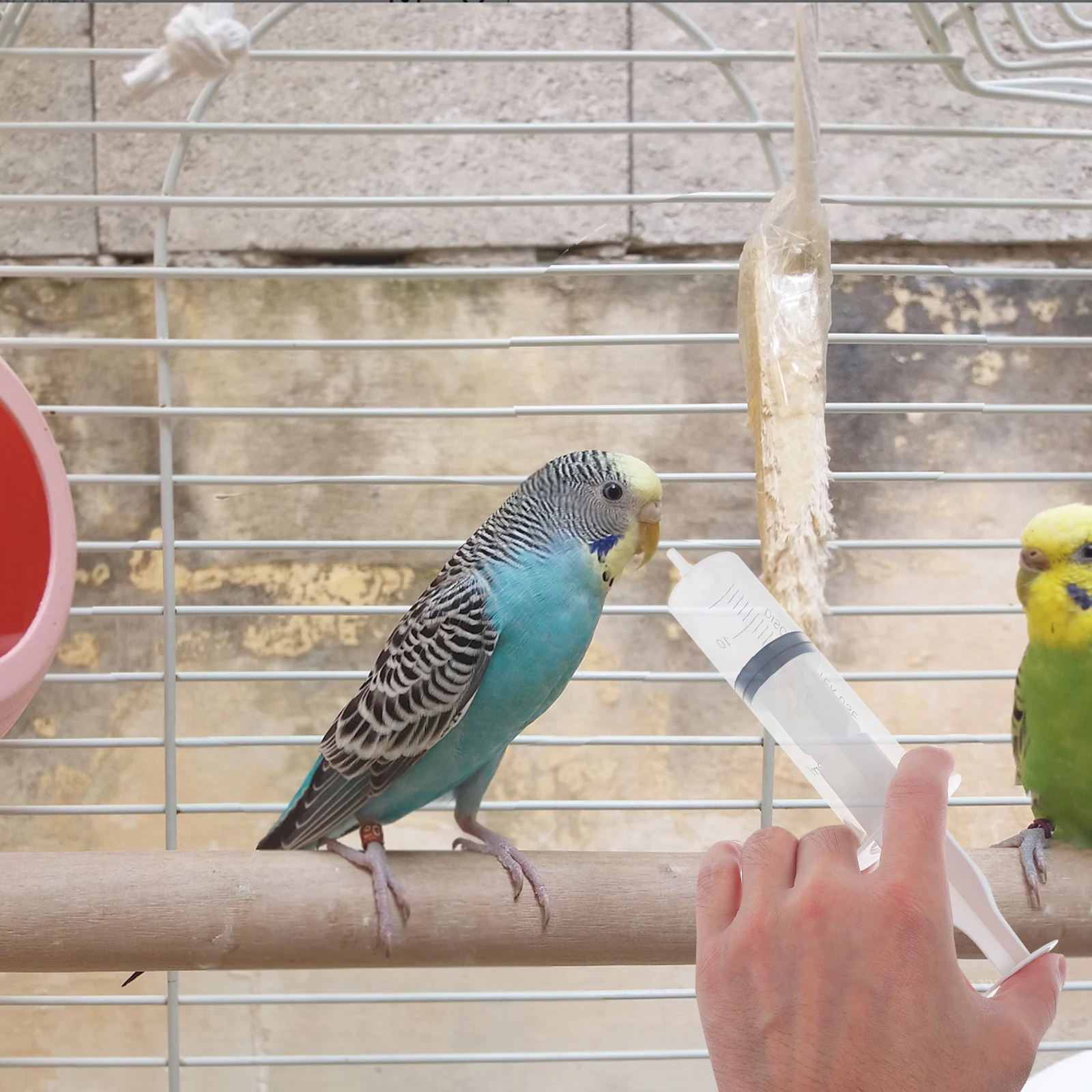 Feeding Syringe Bird Feeding Syringe 10ml 20ml 60ml Fine Tubes Parrot Pigeon Baby Bird Snake Feeder Tool Pet Supplies
Feeding Syringe Bird Feeding Syringe 10ml 20ml 60ml Fine Tubes Parrot Pigeon Baby Bird Snake Feeder Tool Pet Supplies