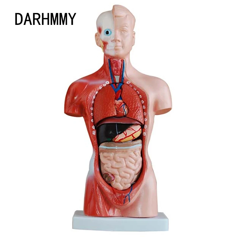 DARHMMY Human Torso Body Model 26CM Torso 15 Parts Anatomy Anatomical Medical Model Internal Organs For Teaching
DARHMMY Human Torso Body Model 26CM Torso 15 Parts Anatomy Anatomical Medical Model Internal Organs For Teaching