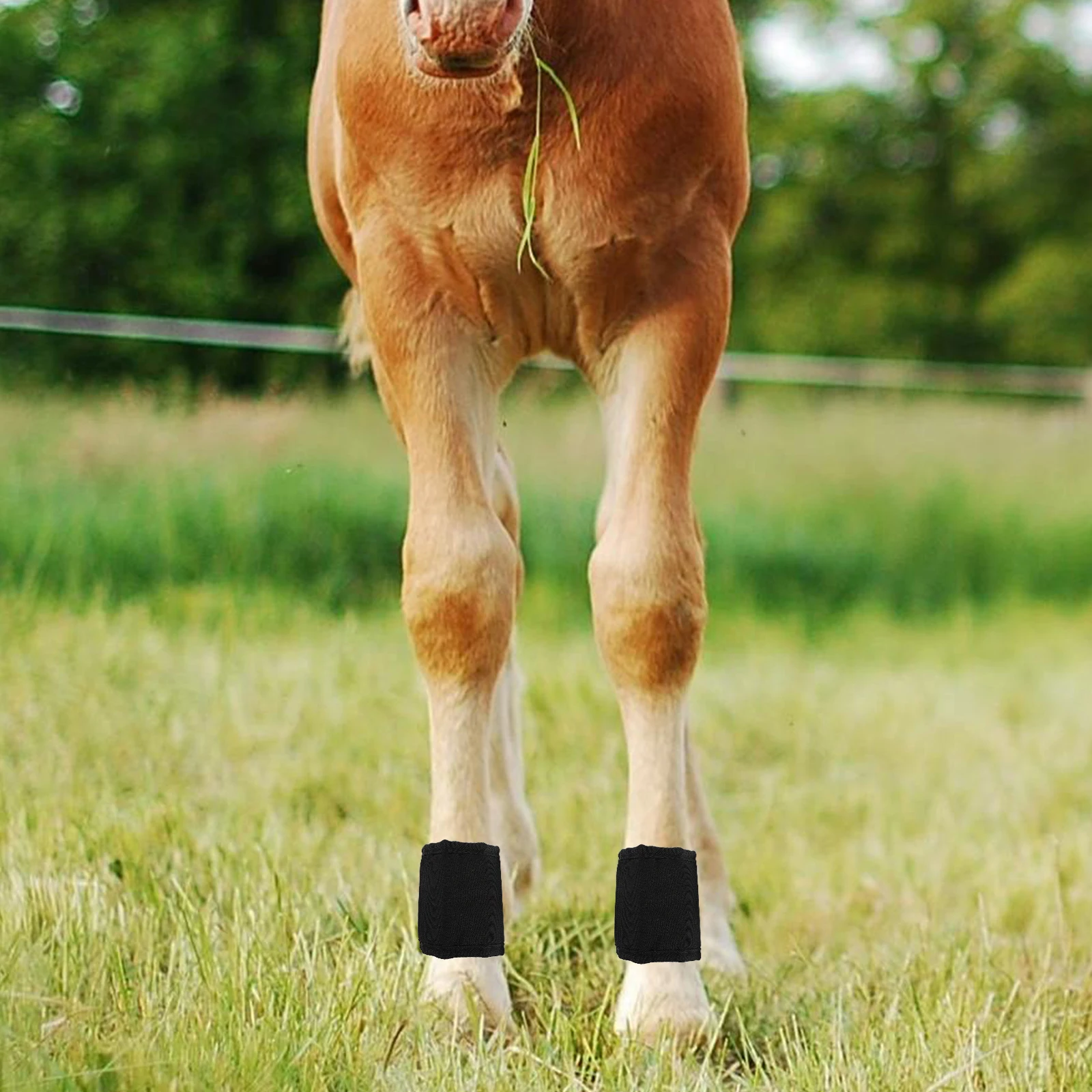 2Pcs Horse Leg Loose Wraps Shock Absorption Comfortable Fit for Jumping Running Daily Activities Horse Legs Loose Wraps
2Pcs Horse Leg Loose Wraps Shock Absorption Comfortable Fit for Jumping Running Daily Activities Horse Legs Loose Wraps