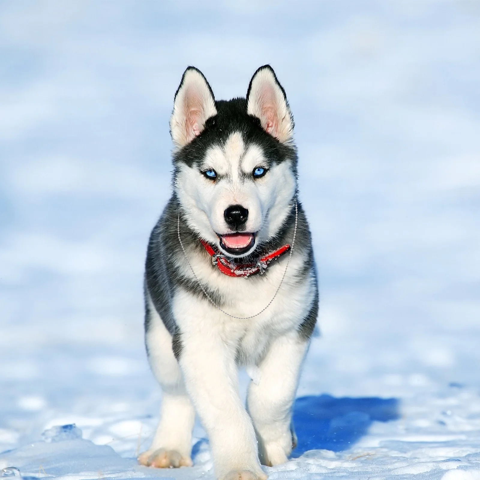 Heavy Duty Dog Tag Chain Stainless Steel Ball Bead Chain for DIY Military Tags Corrosion Resistant Metal Chains
Heavy Duty Dog Tag Chain Stainless Steel Ball Bead Chain for DIY Military Tags Corrosion Resistant Metal Chains