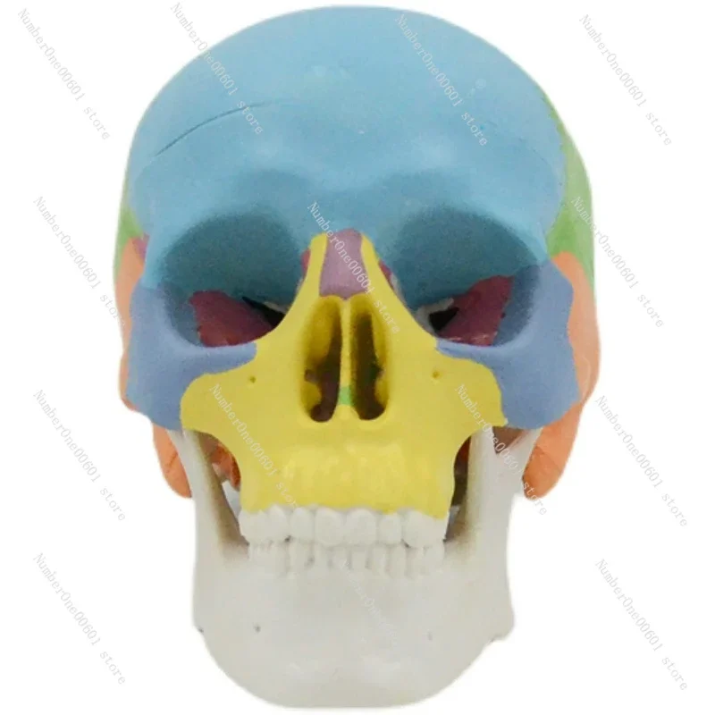 Mini Color Skull Model Detachable 3-part Oral Art Reference Skull Anatomy Teaching Tool Portable Skull
Mini Color Skull Model Detachable 3-part Oral Art Reference Skull Anatomy Teaching Tool Portable Skull