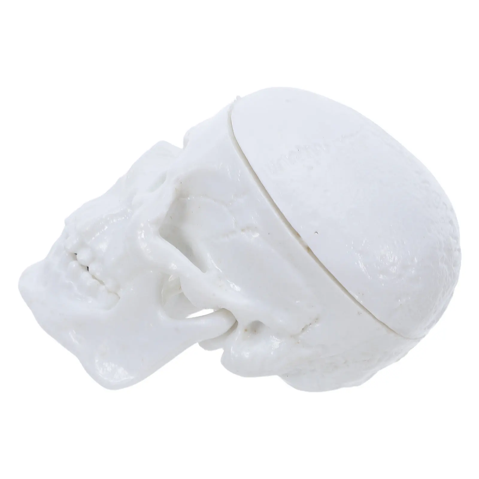 Mini Human Skull 2.5x2 White PVC Plastic Realistic Anatomy Teaching Aid for Students Nursing Classroom Educational Skull
Mini Human Skull 2.5x2 White PVC Plastic Realistic Anatomy Teaching Aid for Students Nursing Classroom Educational Skull