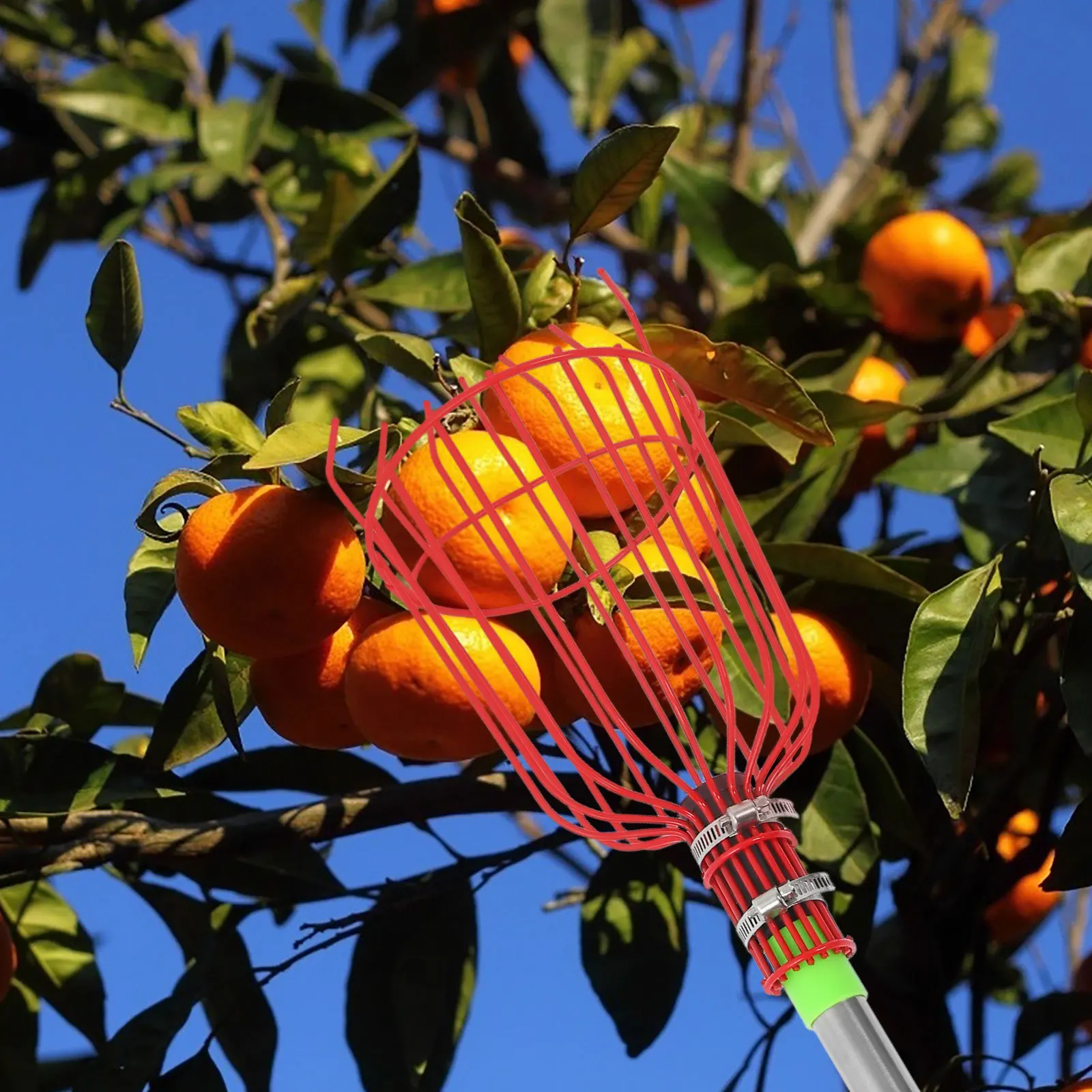 Extendable Fruit Picker Pole with Basket and Bag Harvesting Tool for Apple Orange Mango Lemon Avocado Fruit Harvesting Tool
Extendable Fruit Picker Pole with Basket and Bag Harvesting Tool for Apple Orange Mango Lemon Avocado Fruit Harvesting Tool