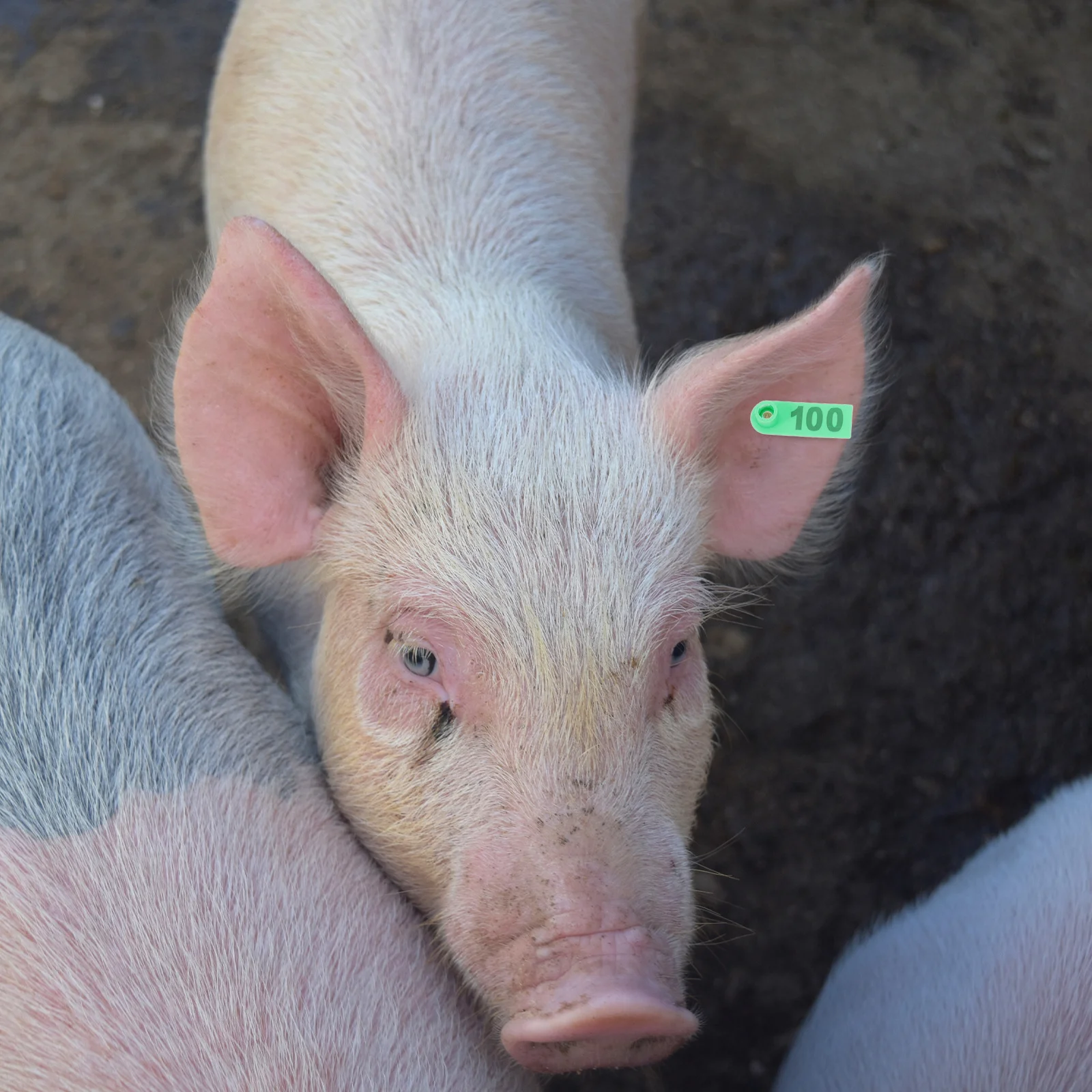 100pcs Livestock Blank Cattle Ear Tag Durable Animal Id Tags For Sheep Cow Chicken Plastic Ear Tags For Calf Weather-Resistant
100pcs Livestock Blank Cattle Ear Tag Durable Animal Id Tags For Sheep Cow Chicken Plastic Ear Tags For Calf Weather-Resistant