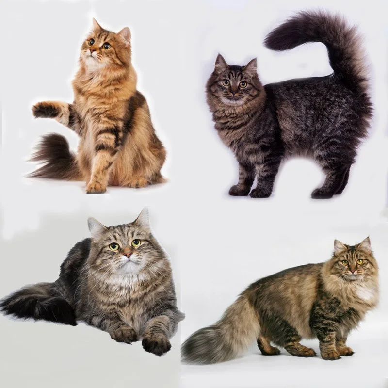 Tri koshki RC090 Animal Cute Siberian Cat Wall Sticker Waterproof Decal Home Decoration living Kids Room Toile Children Desk
Tri koshki RC090 Animal Cute Siberian Cat Wall Sticker Waterproof Decal Home Decoration living Kids Room Toile Children Desk