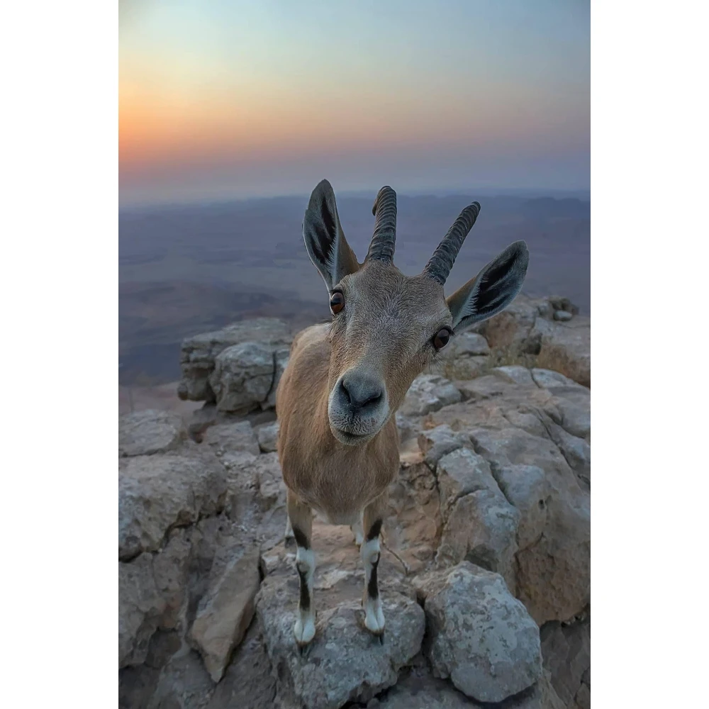 500/1000/1200/2000 PCS Jigsaw Puzzles Cute Antelope Animal Family Activity Games for Gameroom Bedroom Home Decor Gift
500/1000/1200/2000 PCS Jigsaw Puzzles Cute Antelope Animal Family Activity Games for Gameroom Bedroom Home Decor Gift