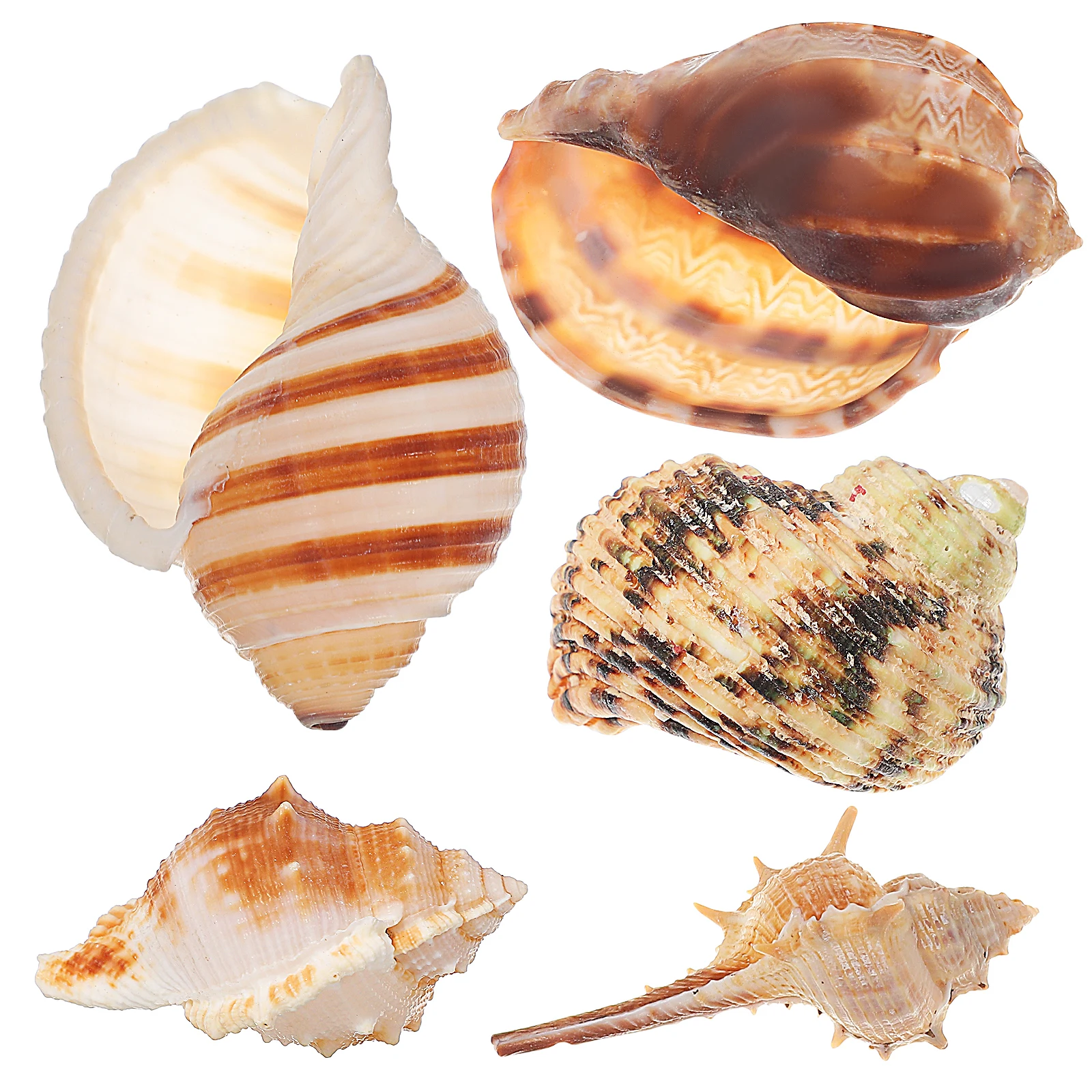 5 Pcs Conch Shell Fish Tank Decor Natural Sea Large Crab Shells Aquarium Hideouts Ocean Decors Shells For Crafts
5 Pcs Conch Shell Fish Tank Decor Natural Sea Large Crab Shells Aquarium Hideouts Ocean Decors Shells For Crafts