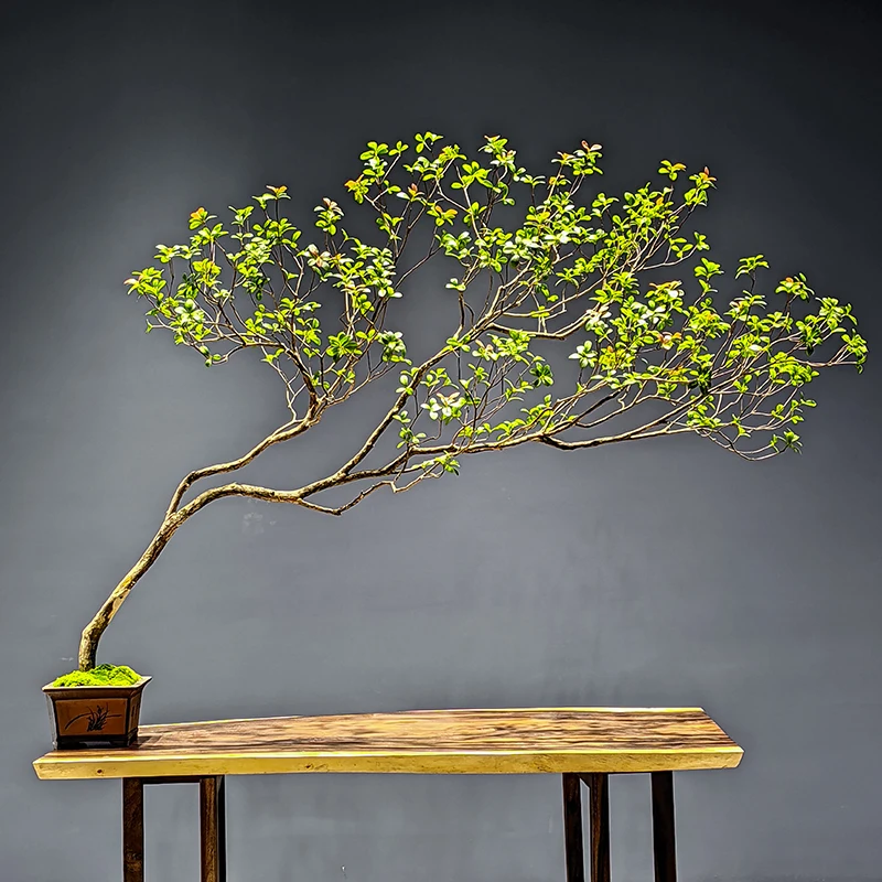 Boutique island spring flower simulation green plant interior decoration landscaping floor ornament simple plant Chinese tea roo
Boutique island spring flower simulation green plant interior decoration landscaping floor ornament simple plant Chinese tea roo