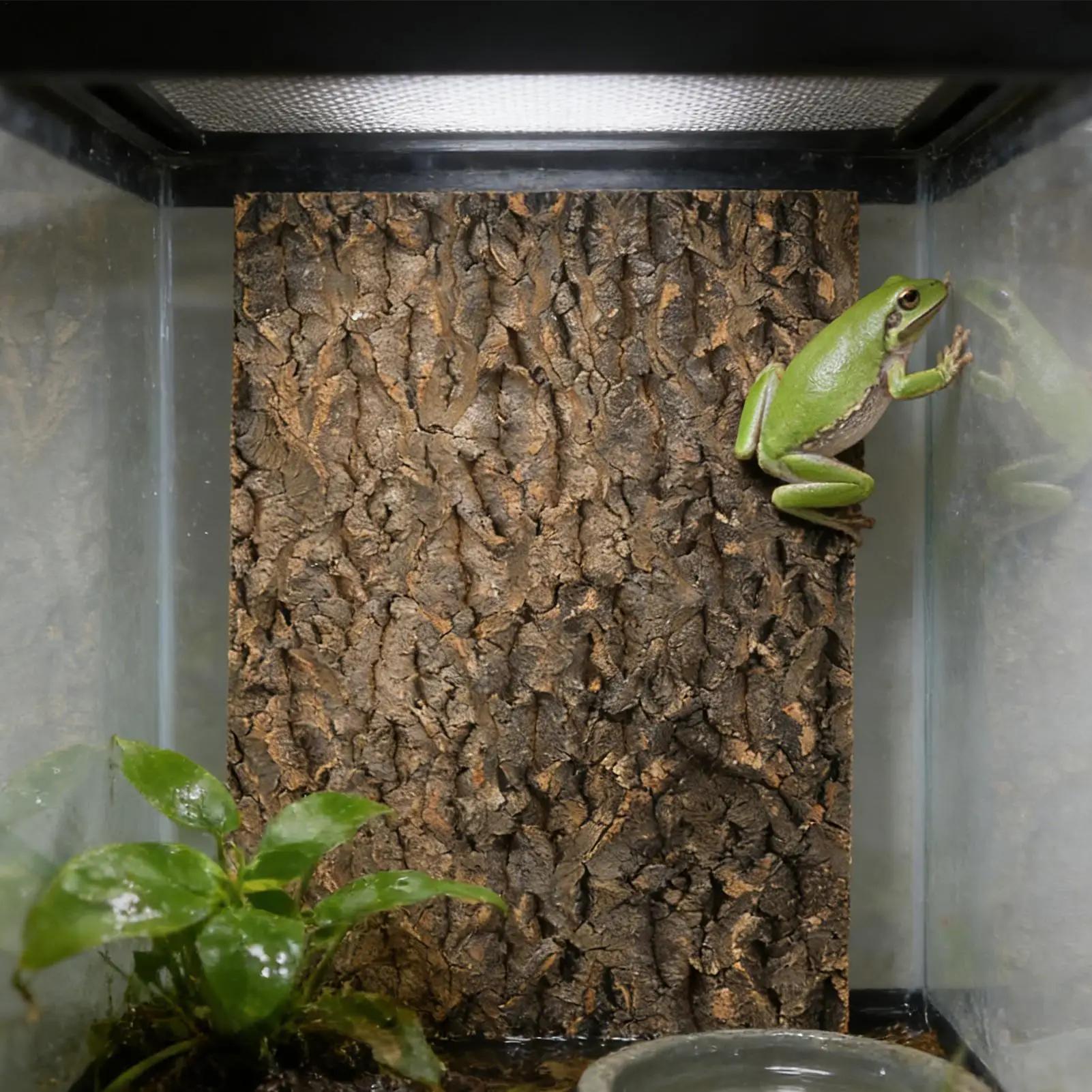 Cork Wood For Reptiles Quick Installation Climbing Exercise Toy Terrarium Natural Cork Bark For Snake Lizard Tortoise Gecko
Cork Wood For Reptiles Quick Installation Climbing Exercise Toy Terrarium Natural Cork Bark For Snake Lizard Tortoise Gecko