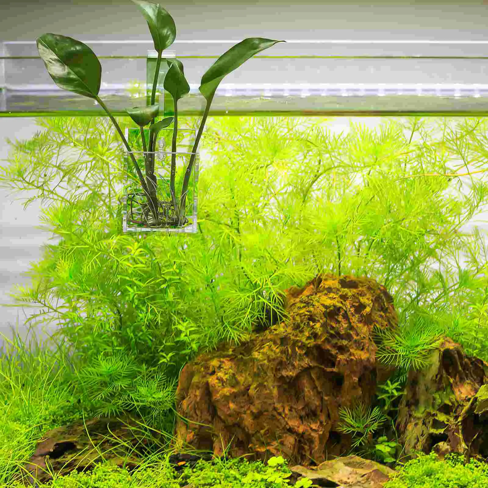 Fish Tank Water Planter Hanging Aquarium Plant Holder Transparent Acrylic Water Plant Container aquarium plant stand
Fish Tank Water Planter Hanging Aquarium Plant Holder Transparent Acrylic Water Plant Container aquarium plant stand
