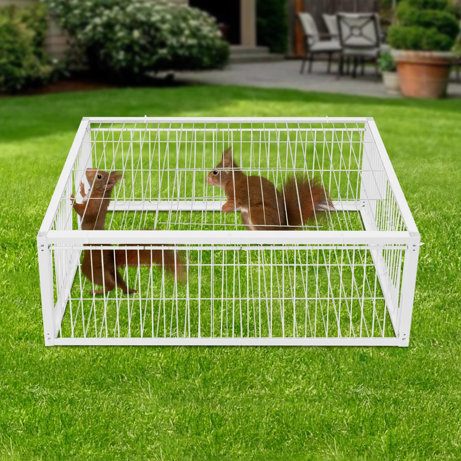 Iron Pigeon Cage with Safe One-Way Entry, 360° Full View Design and Ventilated Skylight, Anti-Escape for Humane Keeping
Iron Pigeon Cage with Safe One-Way Entry, 360° Full View Design and Ventilated Skylight, Anti-Escape for Humane Keeping