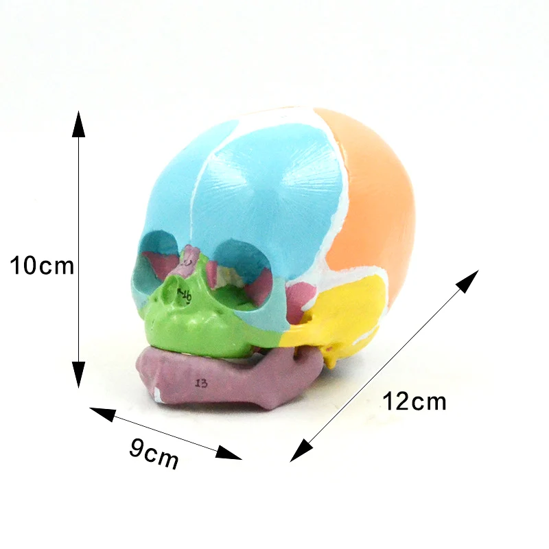 1:1 Color Infant Skull Model Digital Identification Frontal Bones, Fontanelles, Mandible Anatomy Teaching Aids Medical Display
1:1 Color Infant Skull Model Digital Identification Frontal Bones, Fontanelles, Mandible Anatomy Teaching Aids Medical Display