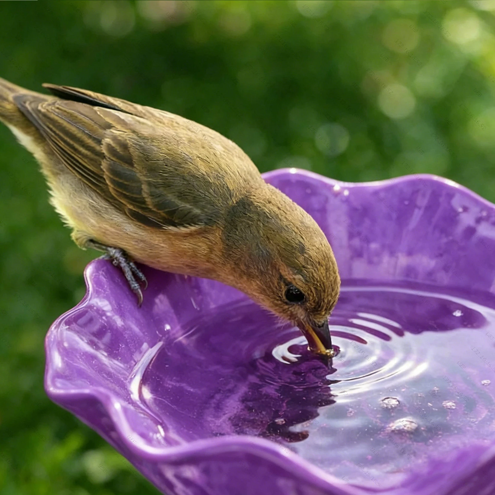 Outdoor Bird Feeder with Drinking Bowl Birds Bathing Basin Handmade Metal Flower Garden Stake for Outdoor Garden Patio Yard
Outdoor Bird Feeder with Drinking Bowl Birds Bathing Basin Handmade Metal Flower Garden Stake for Outdoor Garden Patio Yard