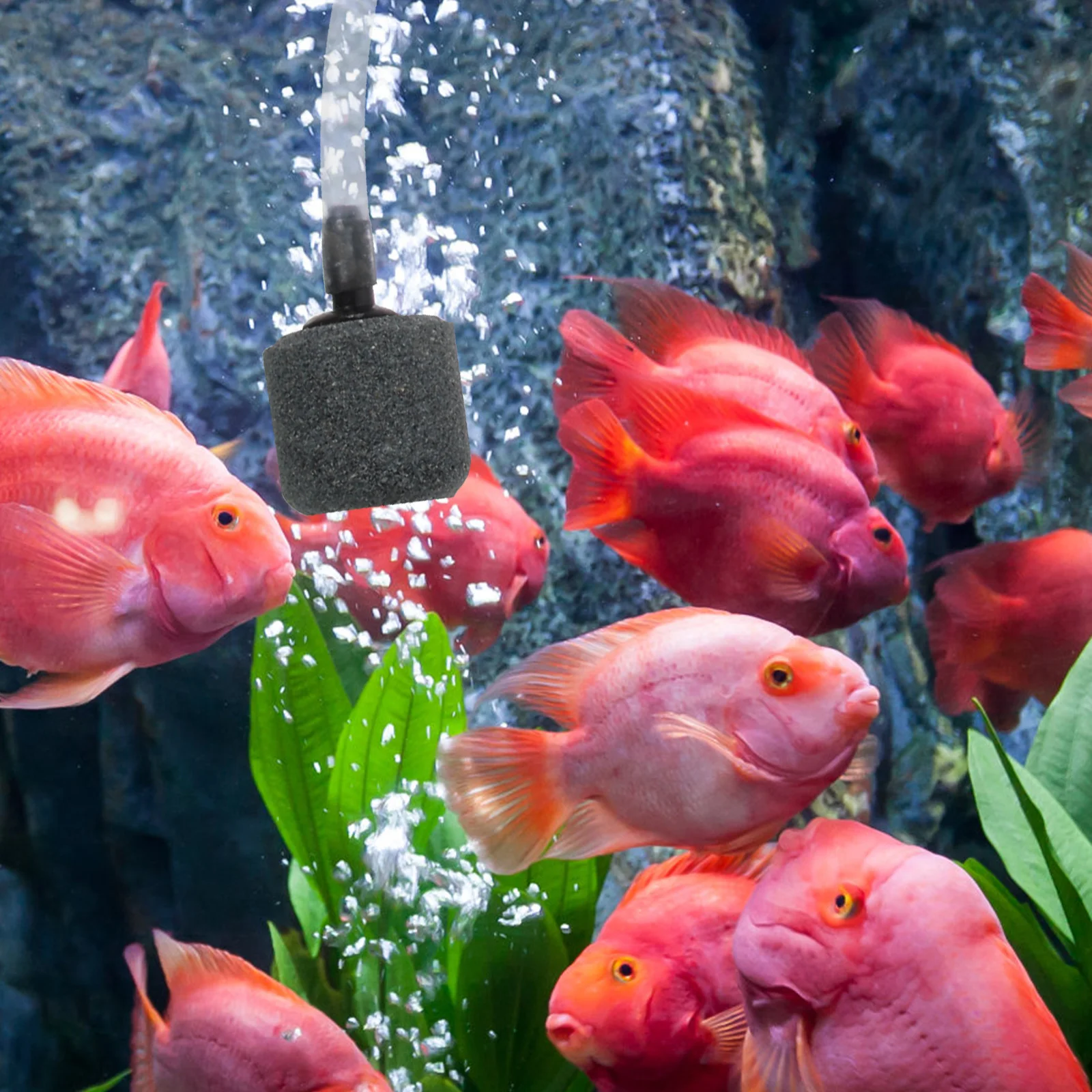 1 Set Aquarium Air Pump Aerator Pump Usb Mini Oxygenation Tool For Small Aquariums Durable Premium Fish Tank Accessory Home Fish
1 Set Aquarium Air Pump Aerator Pump Usb Mini Oxygenation Tool For Small Aquariums Durable Premium Fish Tank Accessory Home Fish