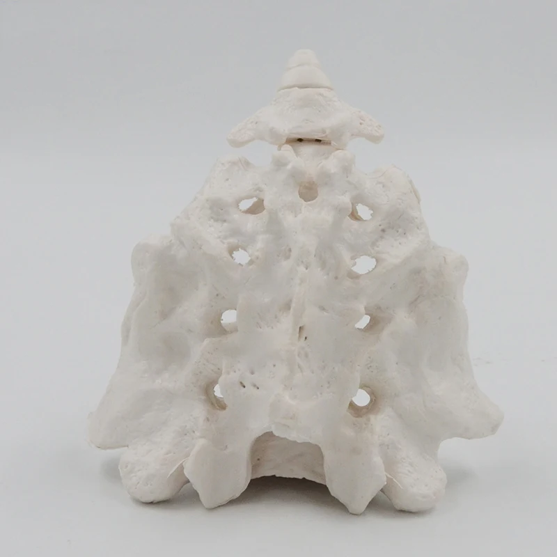Scientific Human Sacrum Bone Model Vertebral Bone Model For Medical Teaching Hone-setting Display Specimen
Scientific Human Sacrum Bone Model Vertebral Bone Model For Medical Teaching Hone-setting Display Specimen