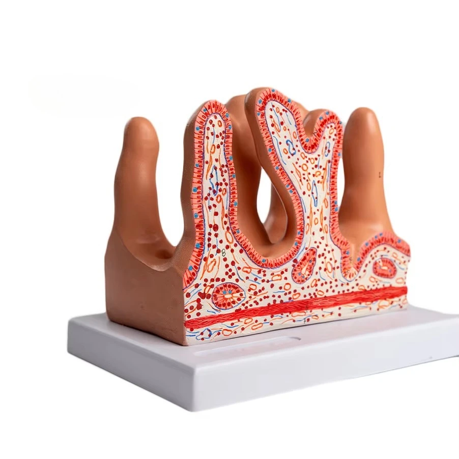 Medical school teaching model biological anatomy enlarged intestinal villi tissue structure model large size intestinal villi
Medical school teaching model biological anatomy enlarged intestinal villi tissue structure model large size intestinal villi