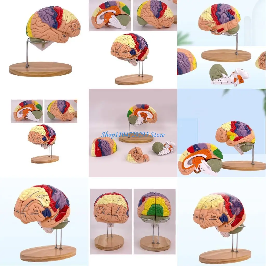 Y2GD Модель анатомии мозга Органы Учебный реквизит, Модель анатомии человеческого мозга
Y2GD Модель анатомии мозга Органы Учебный реквизит, Модель анатомии человеческого мозга