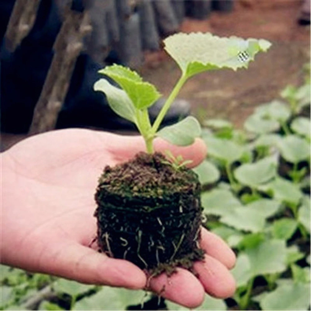 50 Pcs Sowing Peat Blocks Garden Accessories Gardening Buildings Seeds for Planting Pellets Starter Round
50 Pcs Sowing Peat Blocks Garden Accessories Gardening Buildings Seeds for Planting Pellets Starter Round