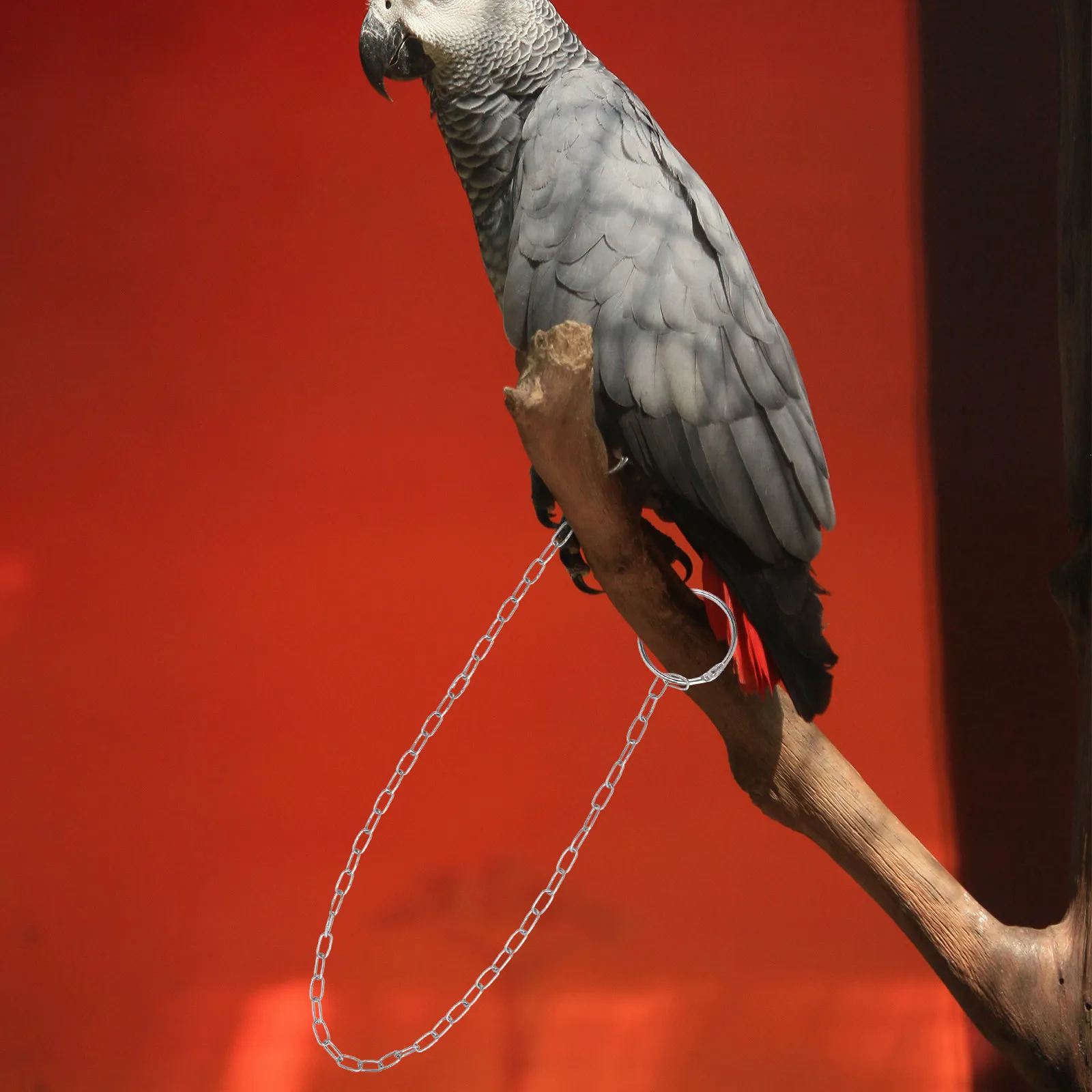 1Pcs Stainless Steel Birds Foot Chain Buckle Anklet Foot Ring Smooth Surface Suitable for Parrot Cockatiels Lovebird Bird Anklet
1Pcs Stainless Steel Birds Foot Chain Buckle Anklet Foot Ring Smooth Surface Suitable for Parrot Cockatiels Lovebird Bird Anklet