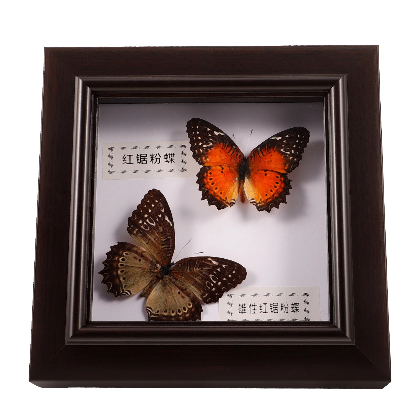 Picture Frame Butterfly Photo Framed Home Decorations Wooden Frames Specimen Box Open Bezels for Resin Jewelry Making Specimens
Picture Frame Butterfly Photo Framed Home Decorations Wooden Frames Specimen Box Open Bezels for Resin Jewelry Making Specimens