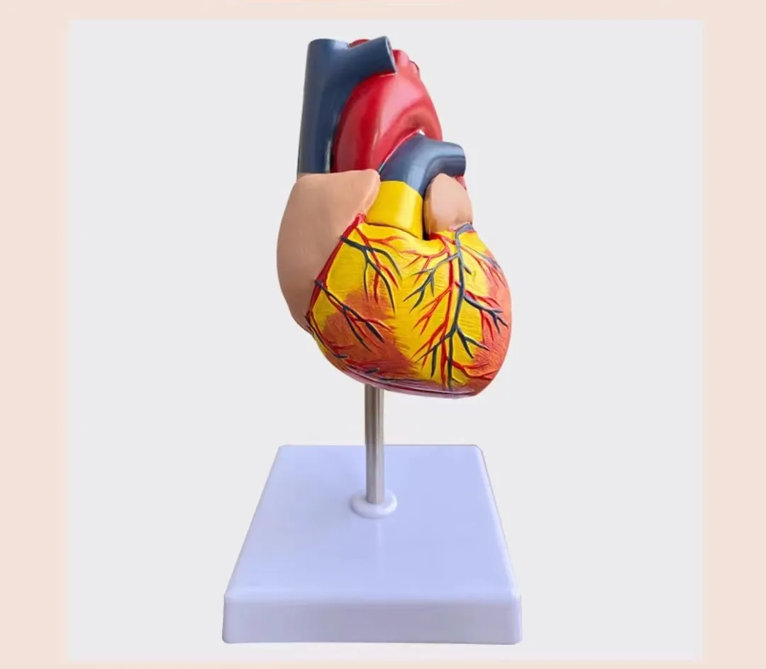 natural big heart Anatomical Model Medical Teaching model 11*11*12cm free shipping
natural big heart Anatomical Model Medical Teaching model 11*11*12cm free shipping