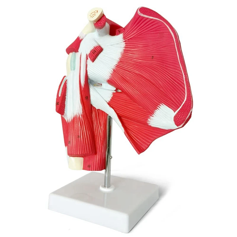 Muscled Shoulder Joint Model - Shows Complete Shoulder Musculature From Rotator Cuff To Subscapularis Muscles
Muscled Shoulder Joint Model - Shows Complete Shoulder Musculature From Rotator Cuff To Subscapularis Muscles