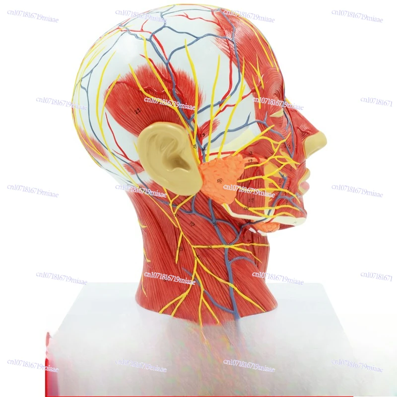With Muscle Art Head and Neck Muscle Anatomy Human Head Facial Muscles Anatomy Head Neck and Chest Model Art
With Muscle Art Head and Neck Muscle Anatomy Human Head Facial Muscles Anatomy Head Neck and Chest Model Art