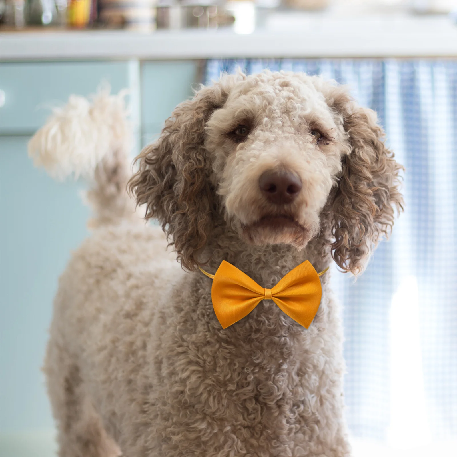 10Pcs Kitten Bow Tie Adjustable Pet Collar Set Soft Fabric Dog Cat Bows Easy on Off for Special Occasions Everyday
10Pcs Kitten Bow Tie Adjustable Pet Collar Set Soft Fabric Dog Cat Bows Easy on Off for Special Occasions Everyday