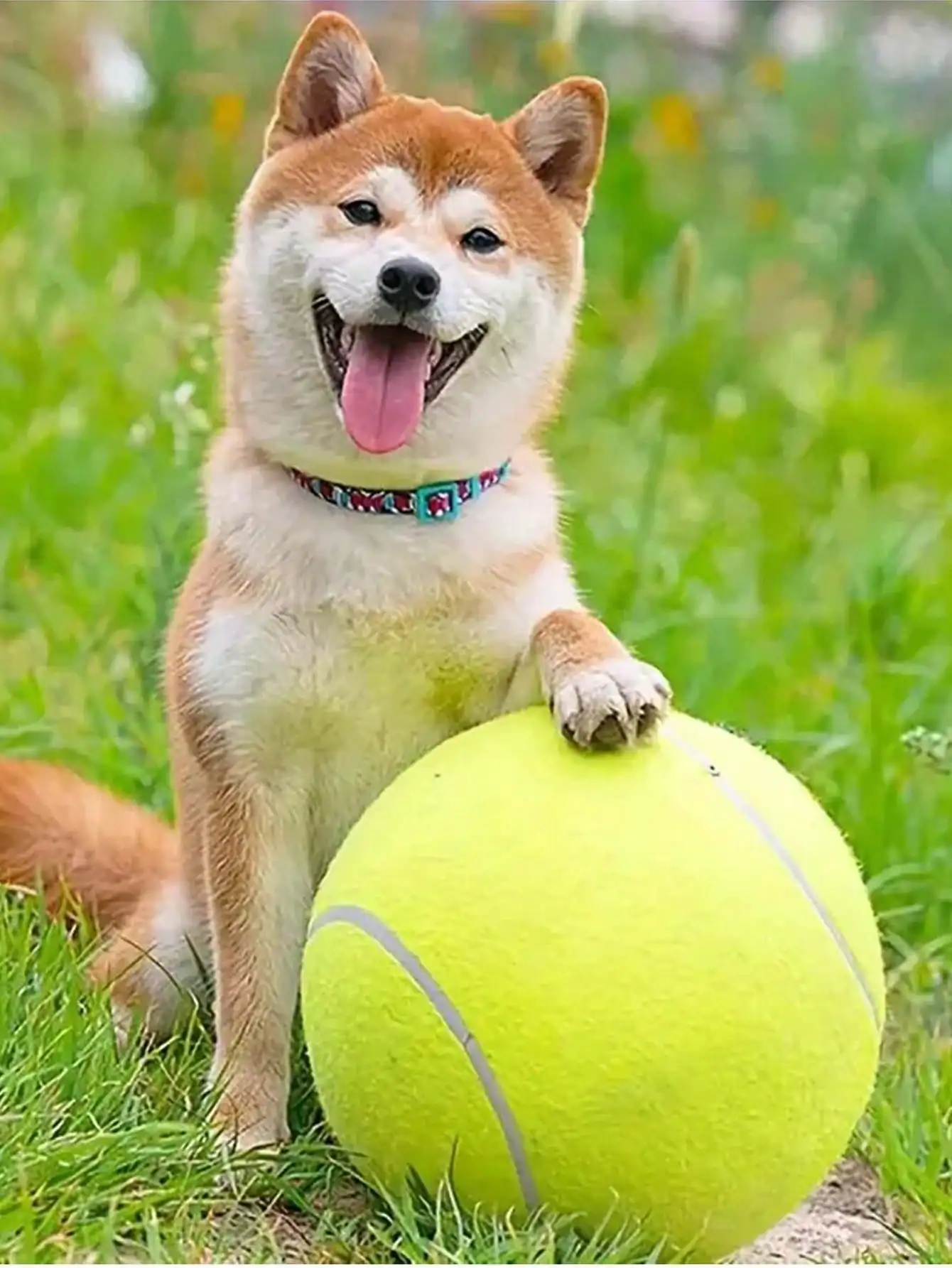 1pc Pet Tennis Ball, 24cm/9.5in Dog Tennis Ball Thrower For Training, Interactive Dog Toys
1pc Pet Tennis Ball, 24cm/9.5in Dog Tennis Ball Thrower For Training, Interactive Dog Toys