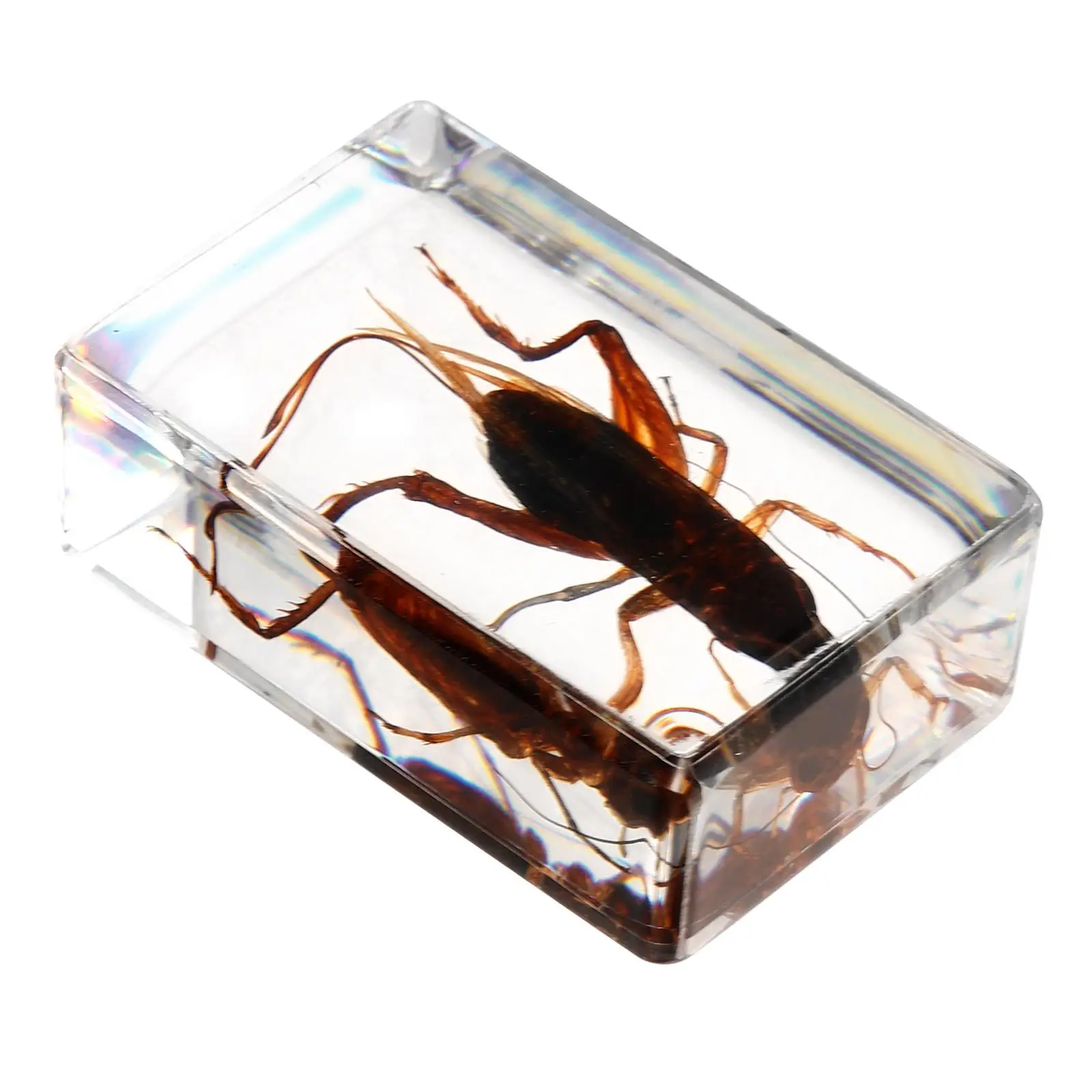 Insect Specimen Ornament Science Collection Resin Crafts Decorative Cricket Child
Insect Specimen Ornament Science Collection Resin Crafts Decorative Cricket Child
