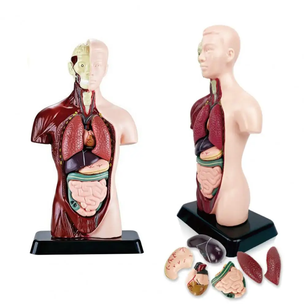 3D Human Half Body Model with Removable Organs Human Torso Anatomy Model Classroom Medical Students Teaching Aid STEM Toy
3D Human Half Body Model with Removable Organs Human Torso Anatomy Model Classroom Medical Students Teaching Aid STEM Toy