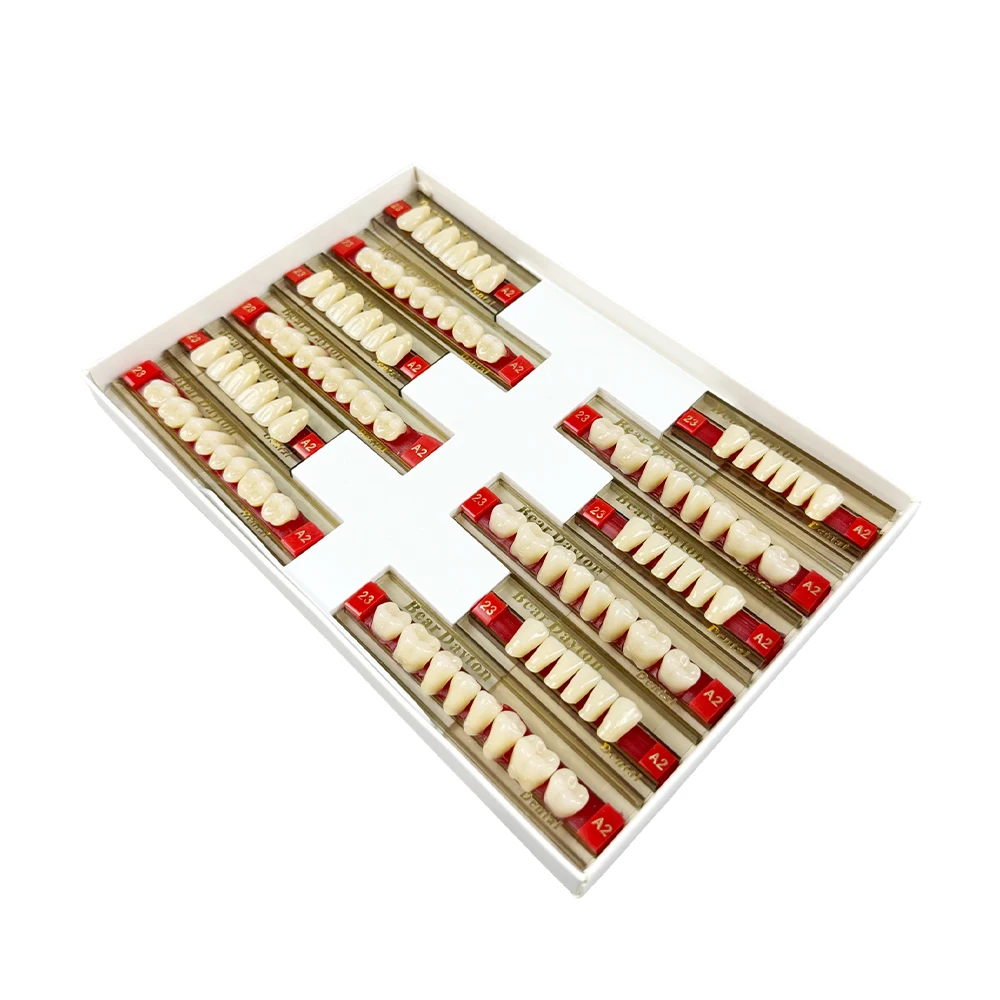 Dentures Resin Teeth Posterior Anterior Full Mouth Acrylic Preformed False Tooth Teaching Model A2 A3 Composite Resin Dentures
Dentures Resin Teeth Posterior Anterior Full Mouth Acrylic Preformed False Tooth Teaching Model A2 A3 Composite Resin Dentures
