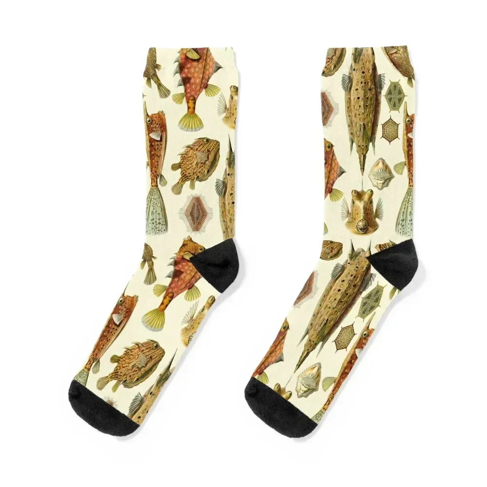 Ernst Haeckel - носки Ostraciontes, каваи, аниме, походный пол, мужские носки, элитный бренд, женские
Ernst Haeckel - носки Ostraciontes, каваи, аниме, походный пол, мужские носки, элитный бренд, женские