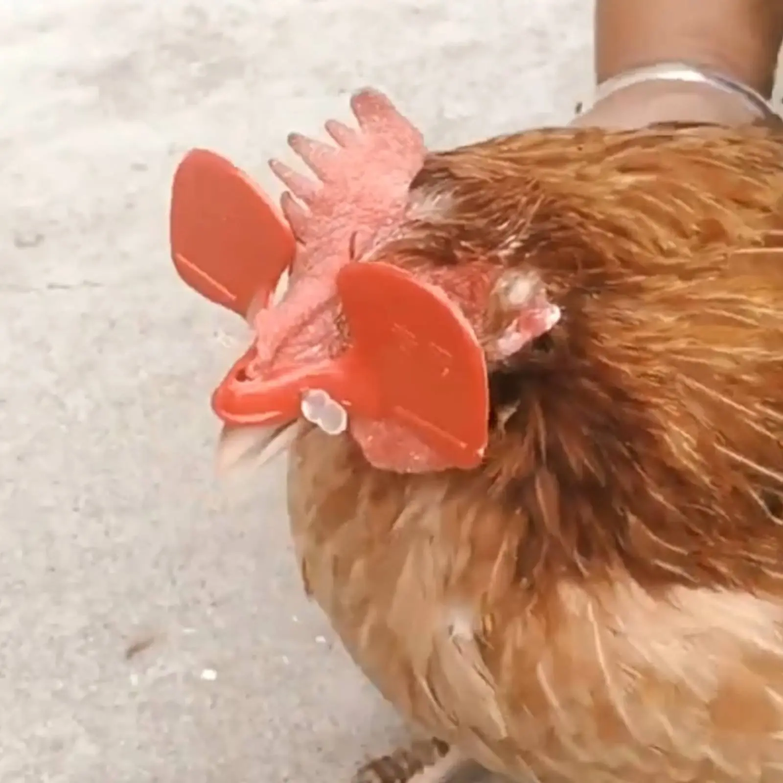 Chicken Glasses Reusable Chicken Peepers Fowl Blinders Long-Lasting Pinless Peepers for Backyard
Chicken Glasses Reusable Chicken Peepers Fowl Blinders Long-Lasting Pinless Peepers for Backyard