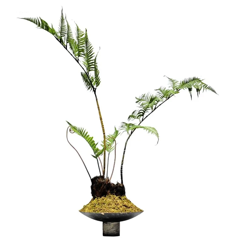 New Chinese simple artistic conception landscaping, simulated golden monkey fern golden hair fern tree green plants
New Chinese simple artistic conception landscaping, simulated golden monkey fern golden hair fern tree green plants