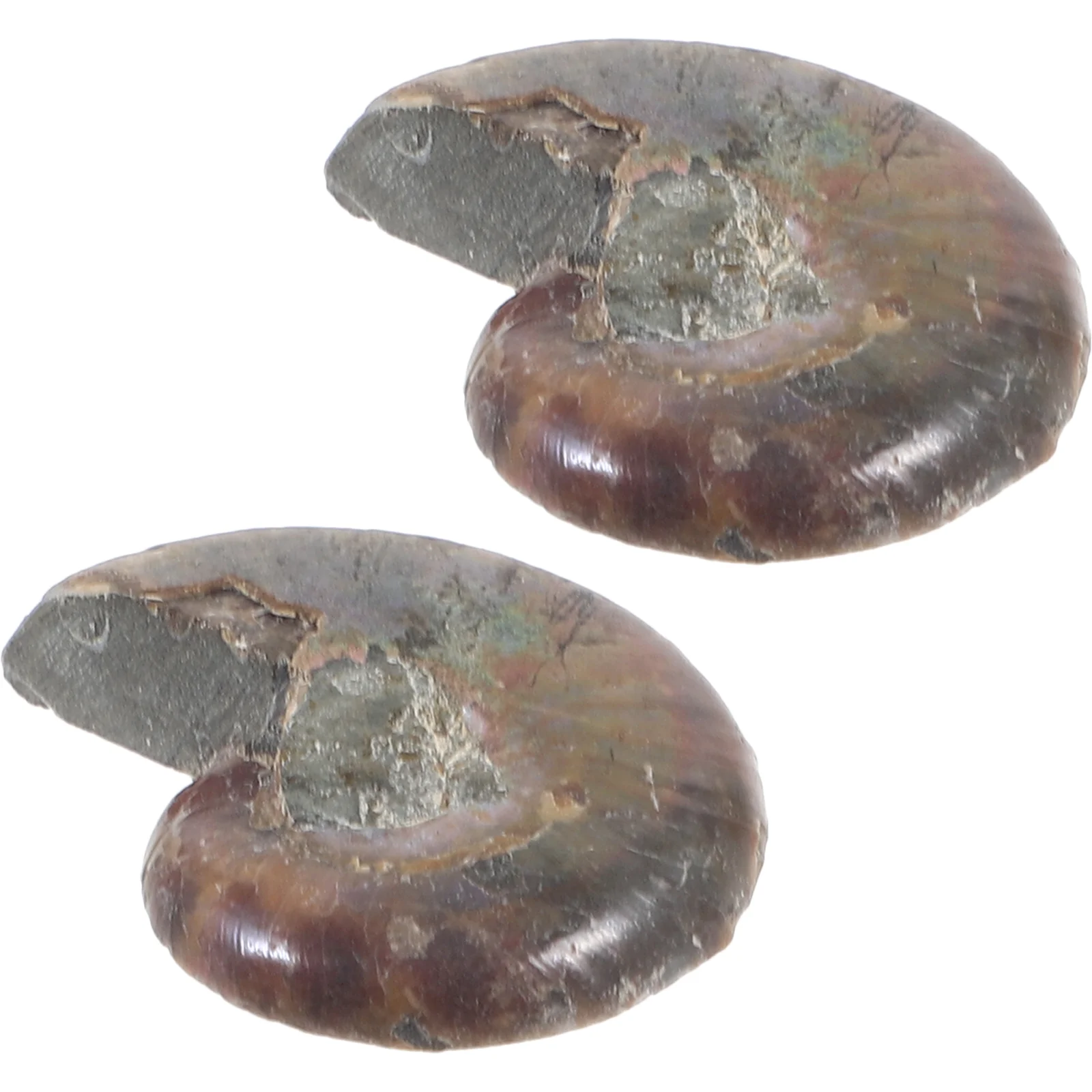 2Pcs Ammonite Decorations Ammonite Specimen Educational Ammonite Ornaments for Kids Experiment educational ammonite adornment
2Pcs Ammonite Decorations Ammonite Specimen Educational Ammonite Ornaments for Kids Experiment educational ammonite adornment